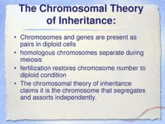 Chromosome Theory of Herdity