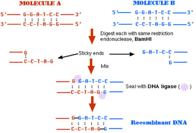 First Restriction Enzymes Described