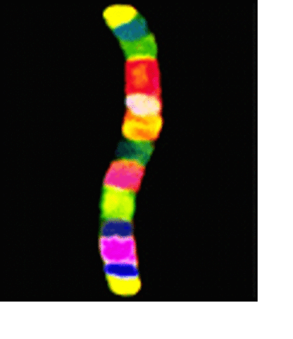 Physical Map of Human Genome Completed