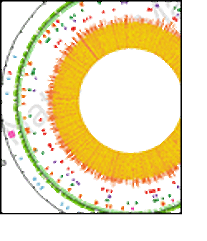 Archaea Genome Sequenced