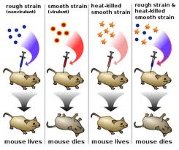 DNA - Transforming Principles