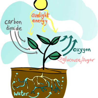 Timeline: Photosynthetic History
