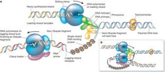 DNA copying enzymes