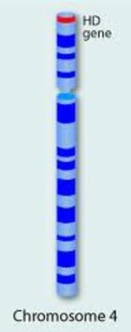 First Disease Gene Mapped