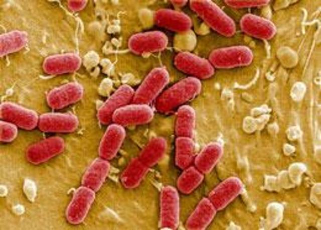 E. coli Genome Sequenced