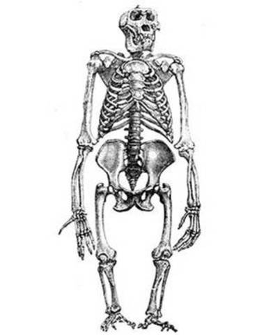 4,2 millones de años. AUSTRALOPITHECUS