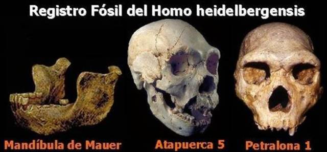 500.000/250.000 años. HOMO HEILDEBERGENSIS
