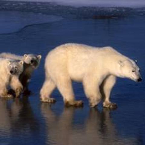 Polarbear habitat