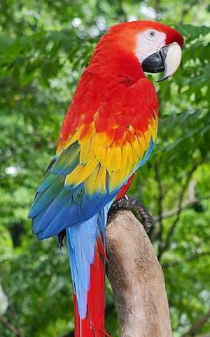 Cristobal Colon Goes Back to Spain