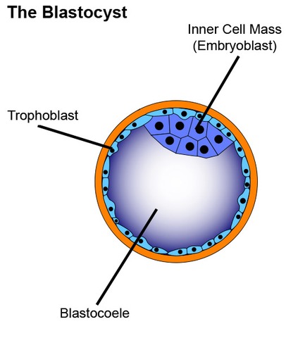 Blastocyst Discovered