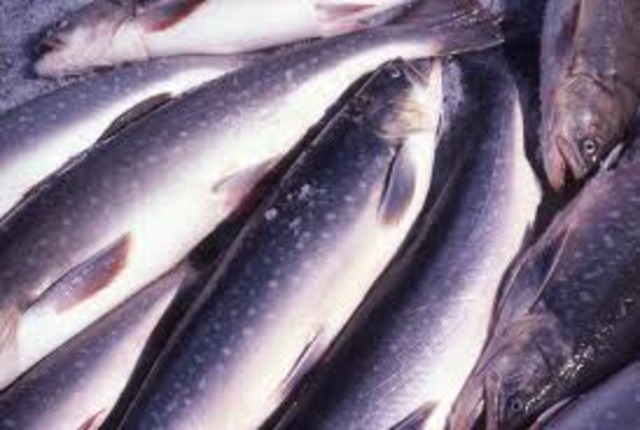 The Inuits Move South