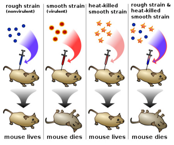 Frederick Griffith, descubrimiento del DNA