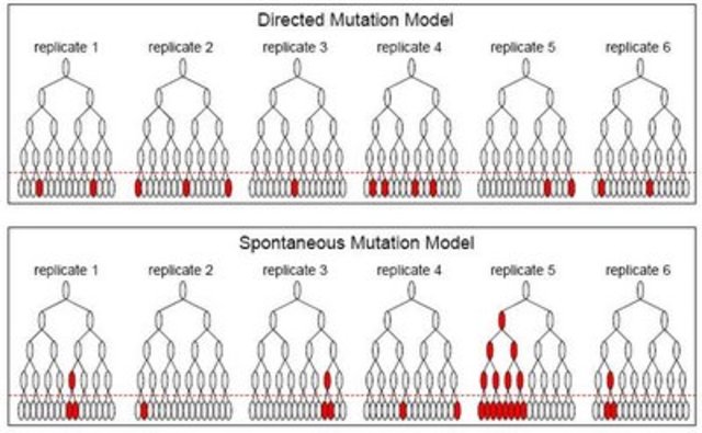 Prueba de la fluctuación