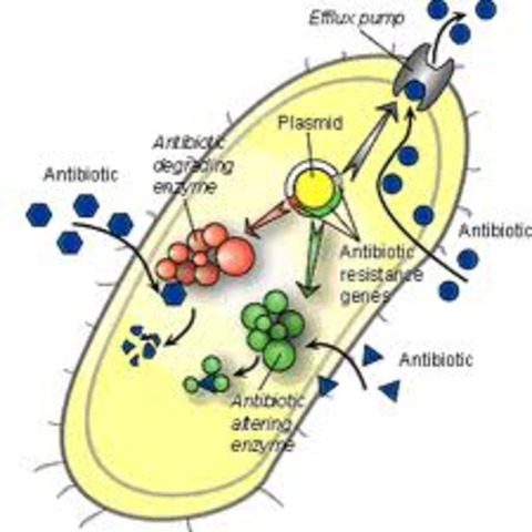 Watanabe, Multiresistencia a antibióticos