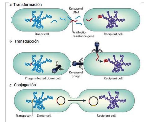 Conjugación, plásmidos, transferencia horizontal