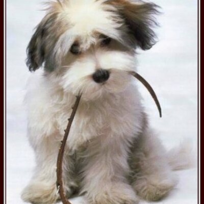 Timeline: MALTRATO ANIMAL