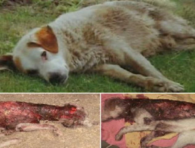 Perro maltratado en Villa Carlos Paz.