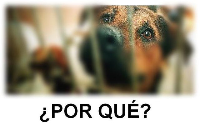 EEUU: Una mujer colgó y quemó a un perro porque mordió su Biblia