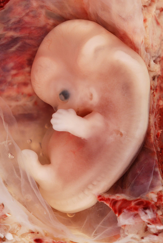 World's First Embryonic Stem Cell Line