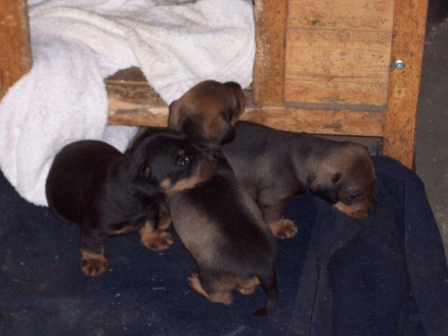 Nacimiento de mi mascota