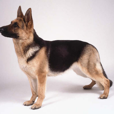 Timeline: SCOUT TIMELINE