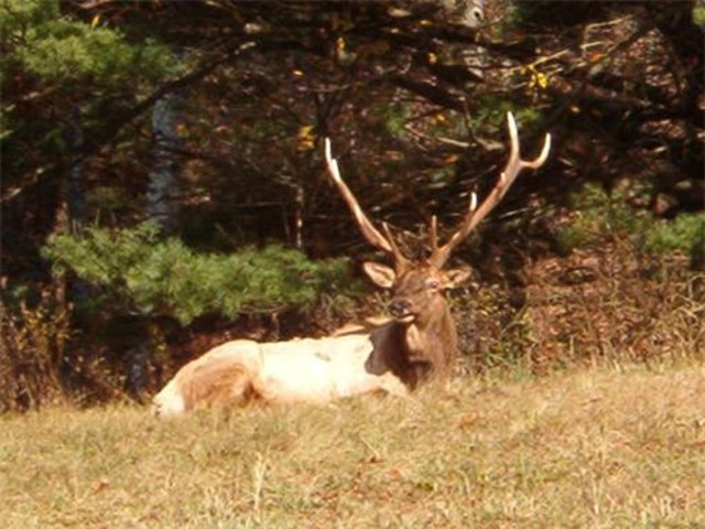 Elk sightings