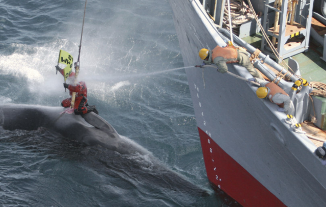 Greenpeace dénonce un trafic de viande de baleine au Japon.