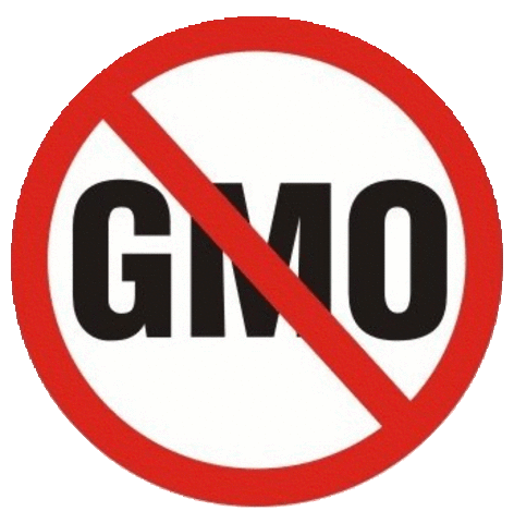 GMO's enter Europe