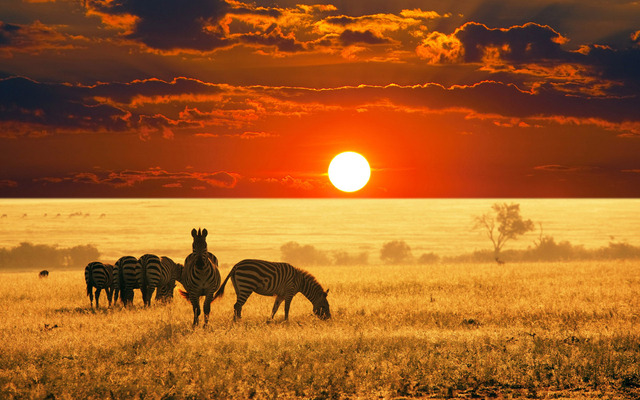 A Push into the Savanna