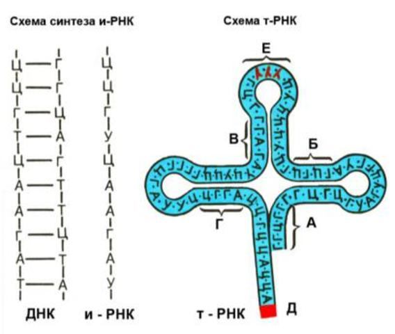 Открытие иРНК