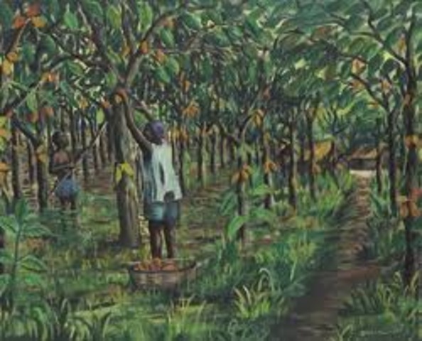 Mayan Indians started growing cocoa on plantations.
