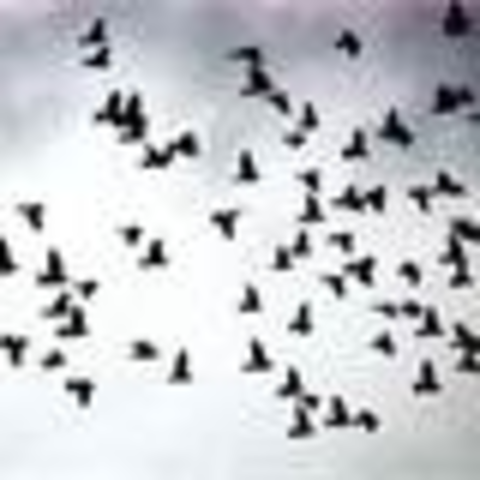 Rising Action- Second stage of the Initiation