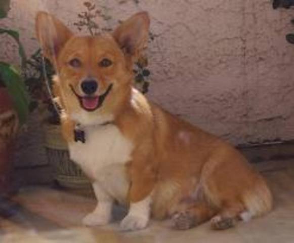 I Get My Dog Trucker