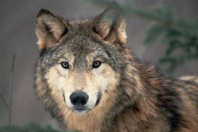 Plains Grey Wolf