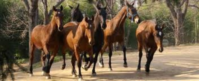 Mexicans Stealing the Horses