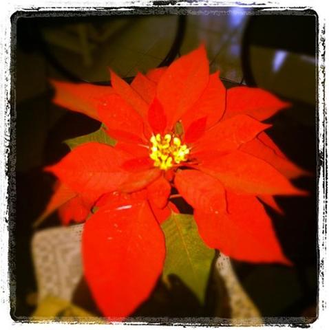 NOCHE BUENA Y NAVIDAD