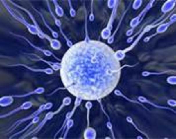 Conception date The Alpha