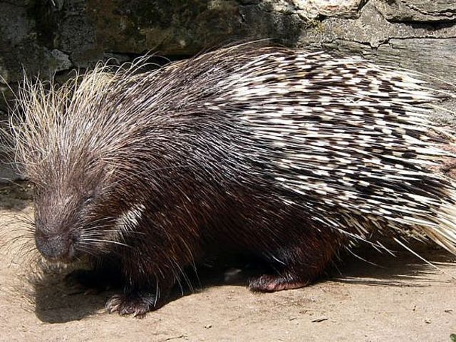 The Porcupine