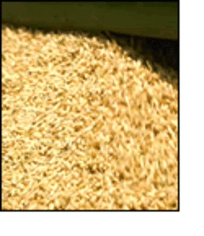 Rice Genome Sequenced