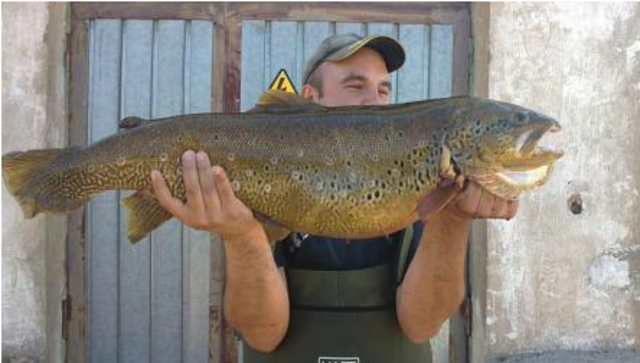 Premio a la trucha autoctona mas grande.