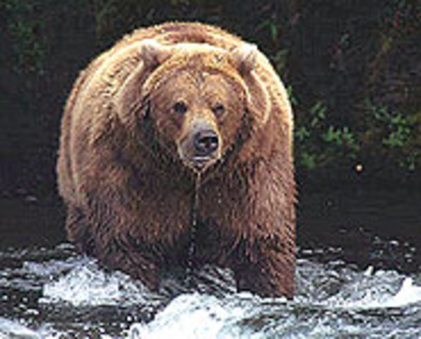 Into Grizzly Country