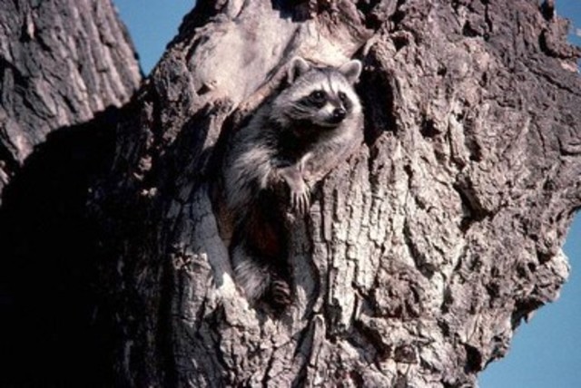 Northern Racoon