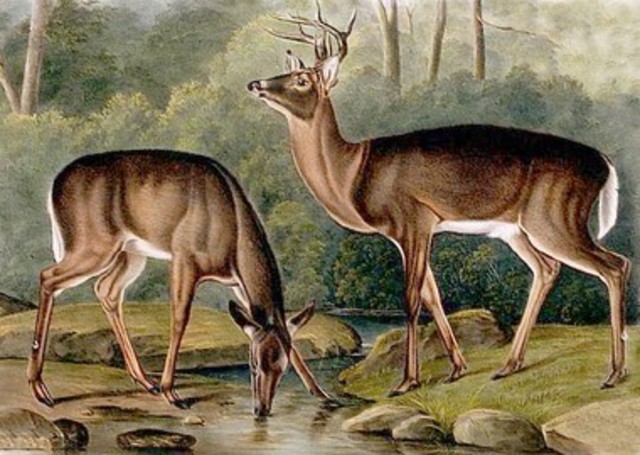 White Tailed Deer