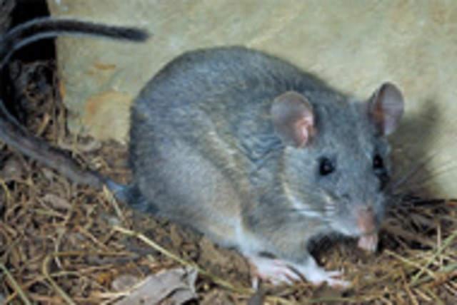 eastern woodrat