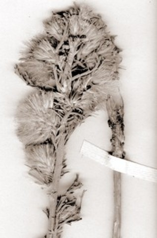 Standoff with the Tenton Sioux