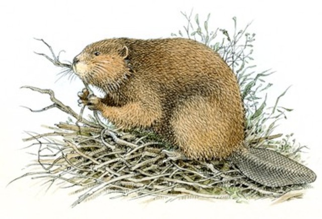 Missouri Beaver