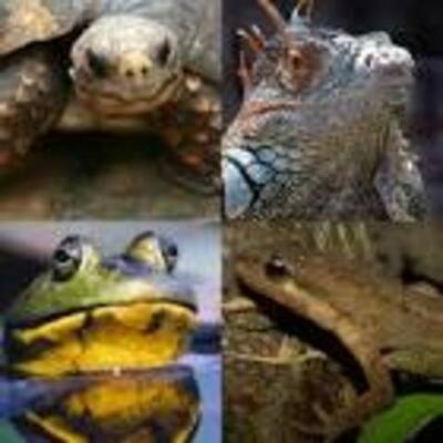 Timeline: Amphibians to Reptiles