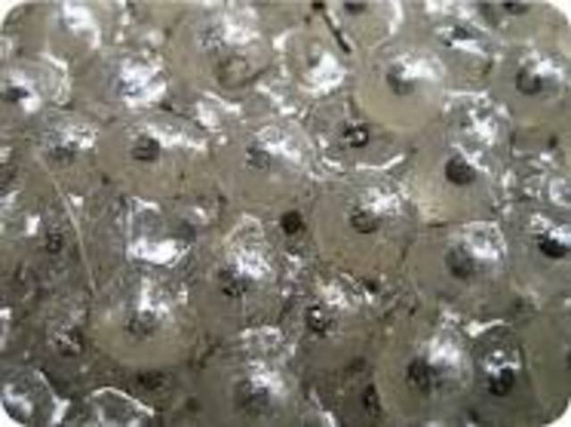 Amniotic egg 365 Million BC