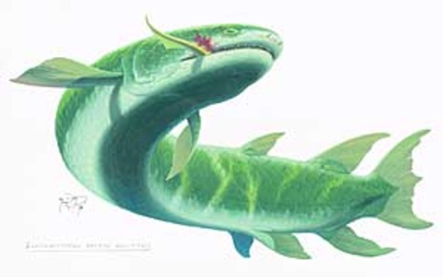 375 Million BC amphibians with lungs!