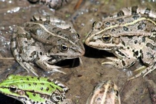 Order Anura 300 Million BC